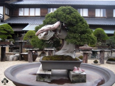 Cây bonsai 800 năm tuổi ở Shunkaen