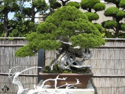Bộ tưu tập bonsai, nghệ nhân Kimura (Nhật Bản)