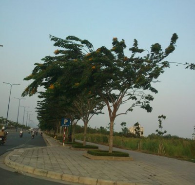 Cây Giáng Hương Lá lớn - Pterocarpus macrocarpus,