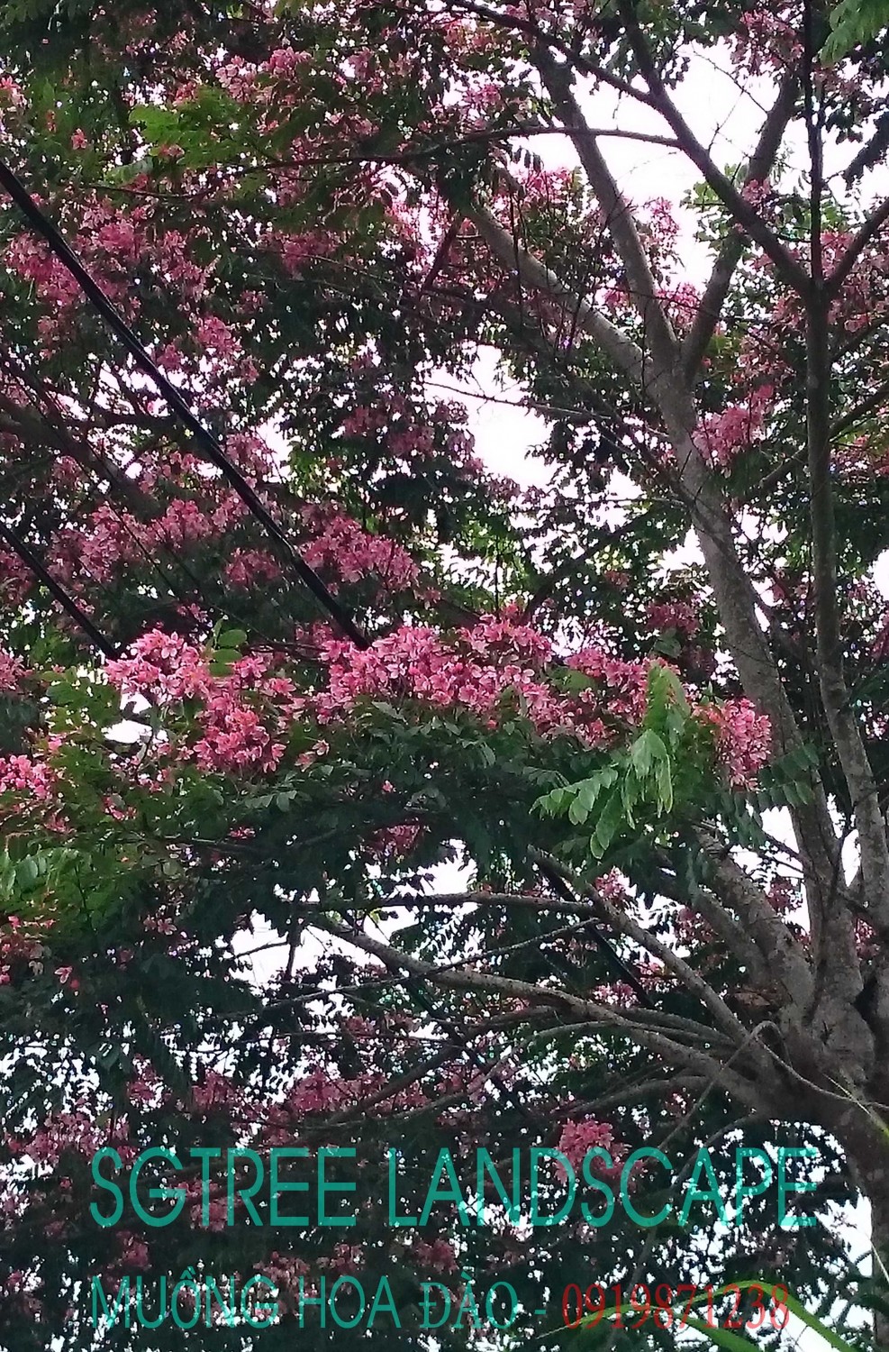 DSC 0429