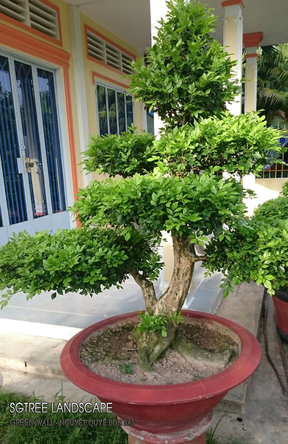 Nguyệt Quế Bon Sai